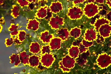 Coreopsis 'Tequila Sunrise' - 3 Ltr pot - image 1
