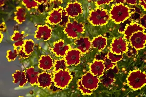 Coreopsis 'Tequila Sunrise'