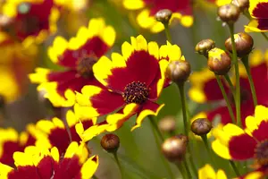 Coreopsis 'Tequila Sunrise' - 3 Ltr pot - image 2
