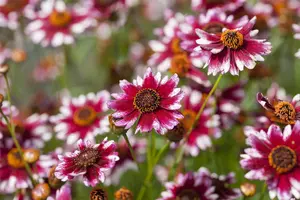 Coreopsis 'Tequila Sunrise' - 3 Ltr pot - image 3