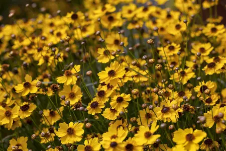 Coreopsis 'Tequila Sunrise' - 3 Ltr pot - image 5