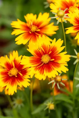 Coreopsis 'Uptick ? Gold & Bronze' - 2 Ltr pot - image 2