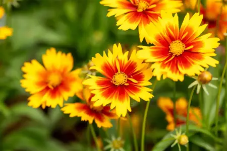 Coreopsis 'Uptick ? Gold & Bronze' - 2 Ltr pot - image 1