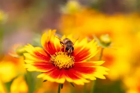 Coreopsis 'Uptick ? Gold & Bronze' - 2 Ltr pot - image 3