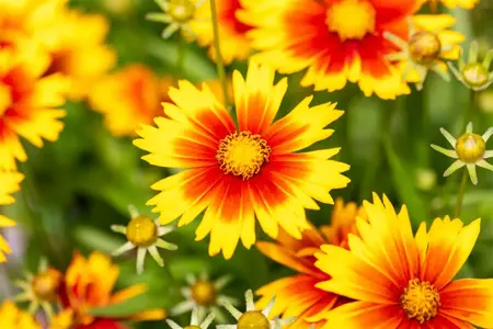 Coreopsis 'Uptick ? Gold & Bronze' - 2 Ltr pot - image 4
