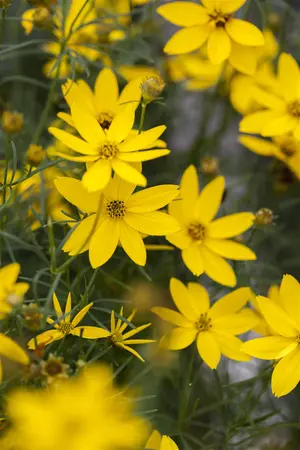 Coreopsis vert. 'Full Moon' - P11 - image 4