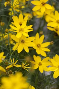 Coreopsis vert. 'Full Moon' - P11 - image 4