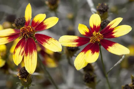Coreopsis vert. 'Full Moon' - P11 - image 1