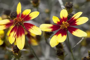 Coreopsis vert. 'Full Moon'