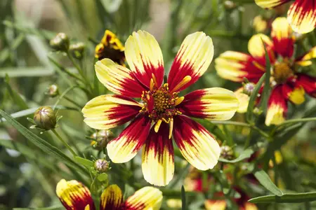 Coreopsis vert. 'Full Moon' - P11 - image 2