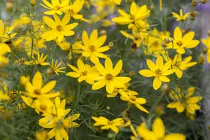 Coreopsis vert. 'Full Moon' - P11 - image 5