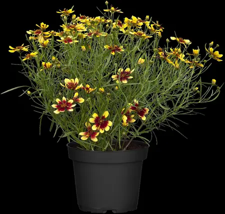Coreopsis vert. 'Full Moon' - P11 - image 3