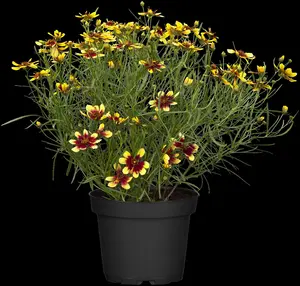 Coreopsis vert. 'Full Moon' - P11 - image 3