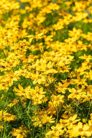 Coreopsis vert. 'Grandiflora' - P9 - image 5