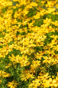 Coreopsis vert. 'Grandiflora' - P9 - image 5