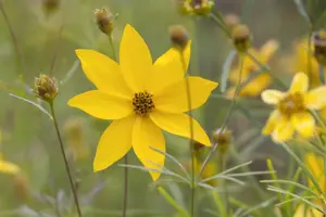 Coreopsis vert. 'Grandiflora'