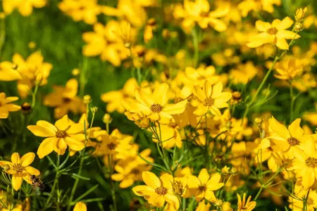 Coreopsis vert. 'Grandiflora' - P9 - image 2