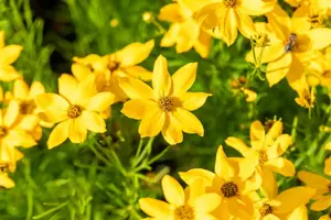 Coreopsis vert. 'Grandiflora' - P9 - image 3