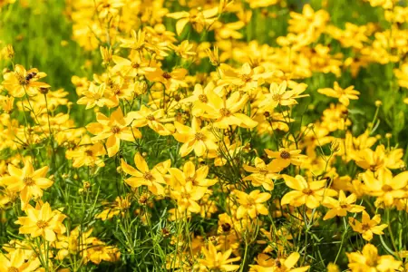 Coreopsis vert. 'Grandiflora' - P9 - image 4