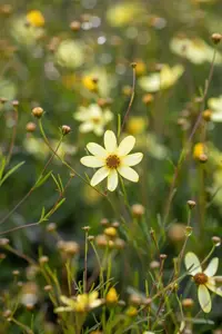Coreopsis vert. 'Moonbeam' - P9 - image 5