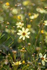Coreopsis vert. 'Moonbeam' - 2 Ltr pot - image 5