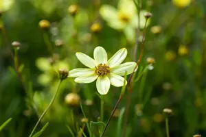 Coreopsis vert. 'Moonbeam'