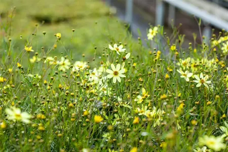 Coreopsis vert. 'Moonbeam' - P9 - image 2