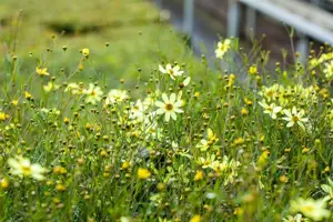 Coreopsis vert. 'Moonbeam' - P9 - image 2