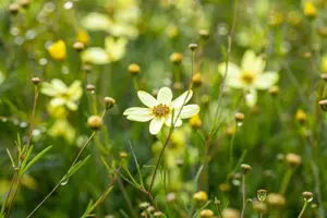 Coreopsis vert. 'Moonbeam' - P9 - image 3