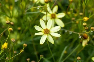 Coreopsis vert. 'Moonbeam' - P9 - image 4