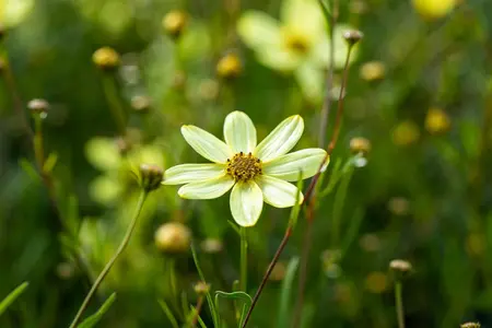 Coreopsis vert. 'Moonbeam' - 2 Ltr pot - image 1