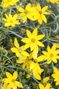 Coreopsis vert. 'Zagreb' - P9 - image 4