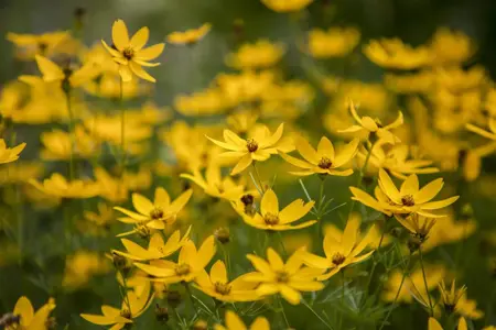 Coreopsis vert. 'Zagreb' - P9 - image 1