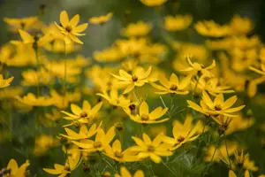 Coreopsis vert. 'Zagreb'