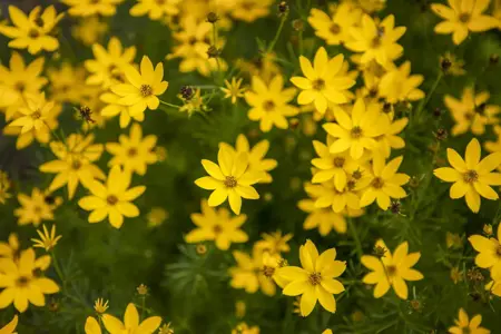 Coreopsis vert. 'Zagreb' - P9 - image 2