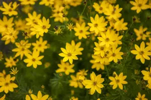Coreopsis vert. 'Zagreb' - P9 - image 2