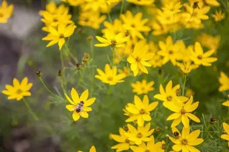 Coreopsis vert. 'Zagreb' - P9 - image 3