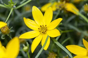 Coreopsis vert. 'Zagreb' - P9 - image 5