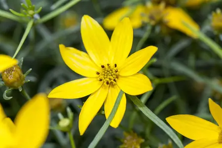 Coreopsis vert. 'Zagreb' - C3.5 - image 5