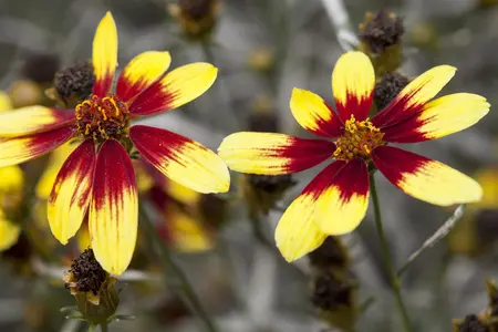 Coreopsis verticillata - P9 - image 1
