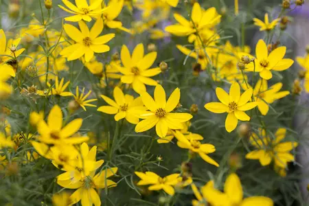 Coreopsis verticillata - P9 - image 4