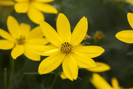 Coreopsis verticillata - P9 - image 5