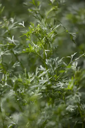 Coriandrum sativum - P13 - image 2