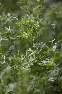 Coriandrum sativum - P13 - image 2