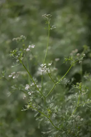 Coriandrum sativum - P13 - image 3