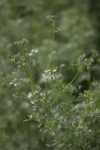 Coriandrum sativum - P13 - image 3