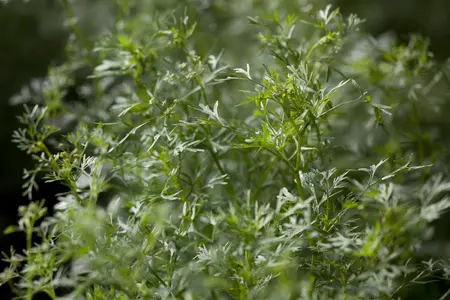 Coriandrum sativum - P13 - image 1