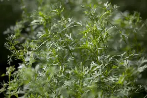 Coriandrum sativum