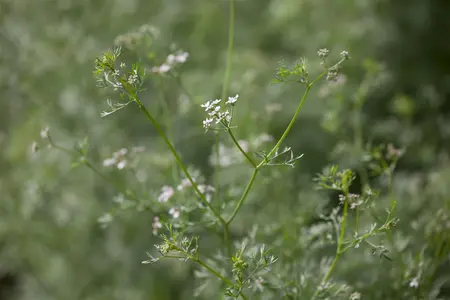 Coriandrum sativum - P13 - image 4