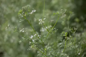 Coriandrum sativum - P13 - image 4